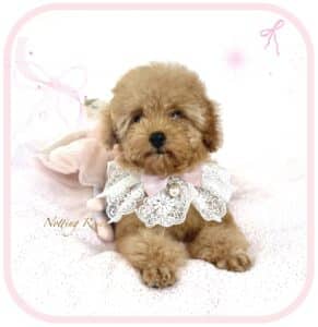 femelle caniche toy à vendre