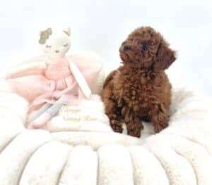 caniche-toy notre élevage est spécialisé dans les caniches toy