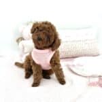 caniche toy de notre élevage de caniches toy