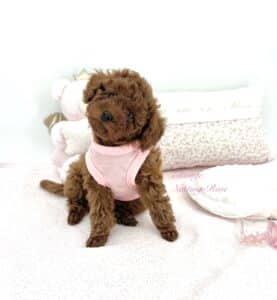 caniche-toy caniche toy de notre élevage de caniches toy