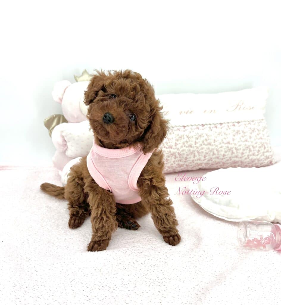 caniche toy de notre élevage de caniches toy