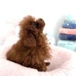 le caniche tiny toy est de très petit gabarit