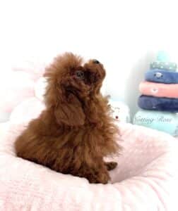 le caniche tiny toy est de très petit gabarit