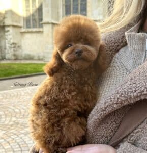 caniche-toy le caractère du caniche est affectueux