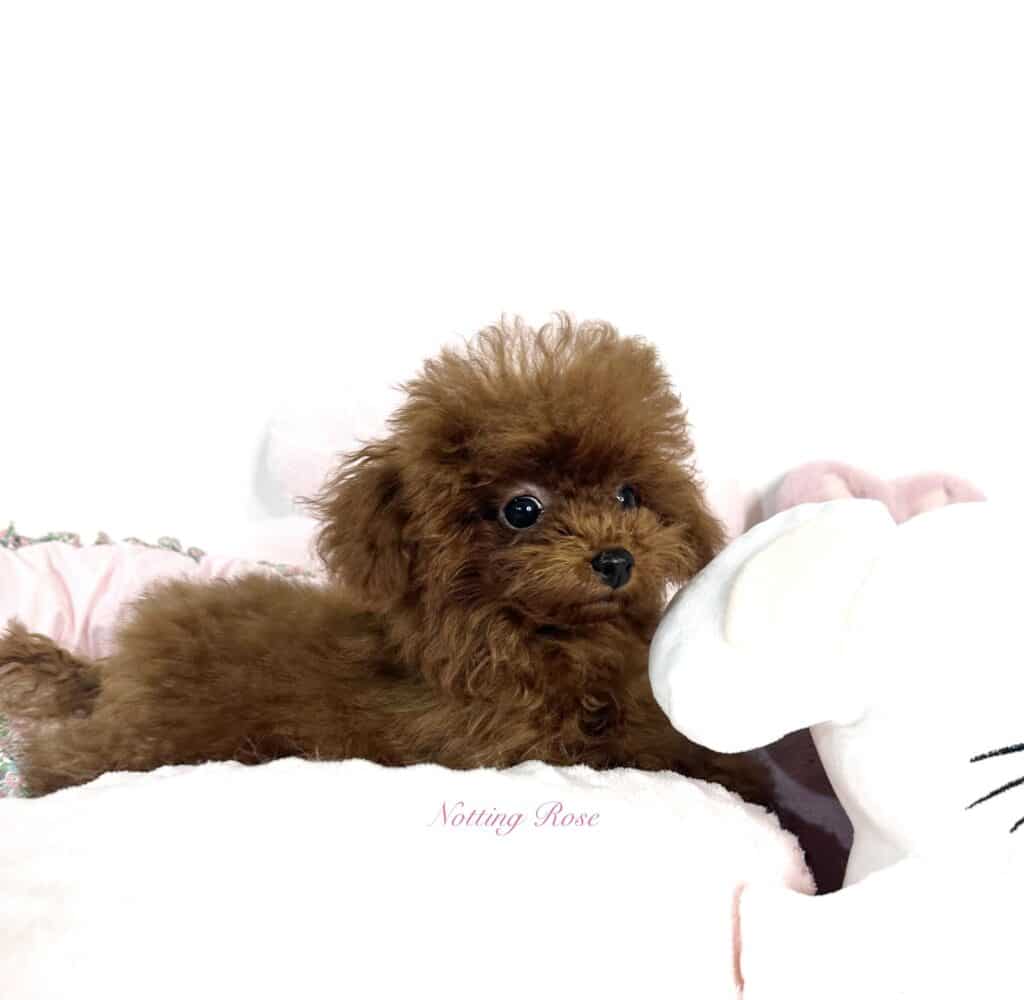 castrer son chien caniche