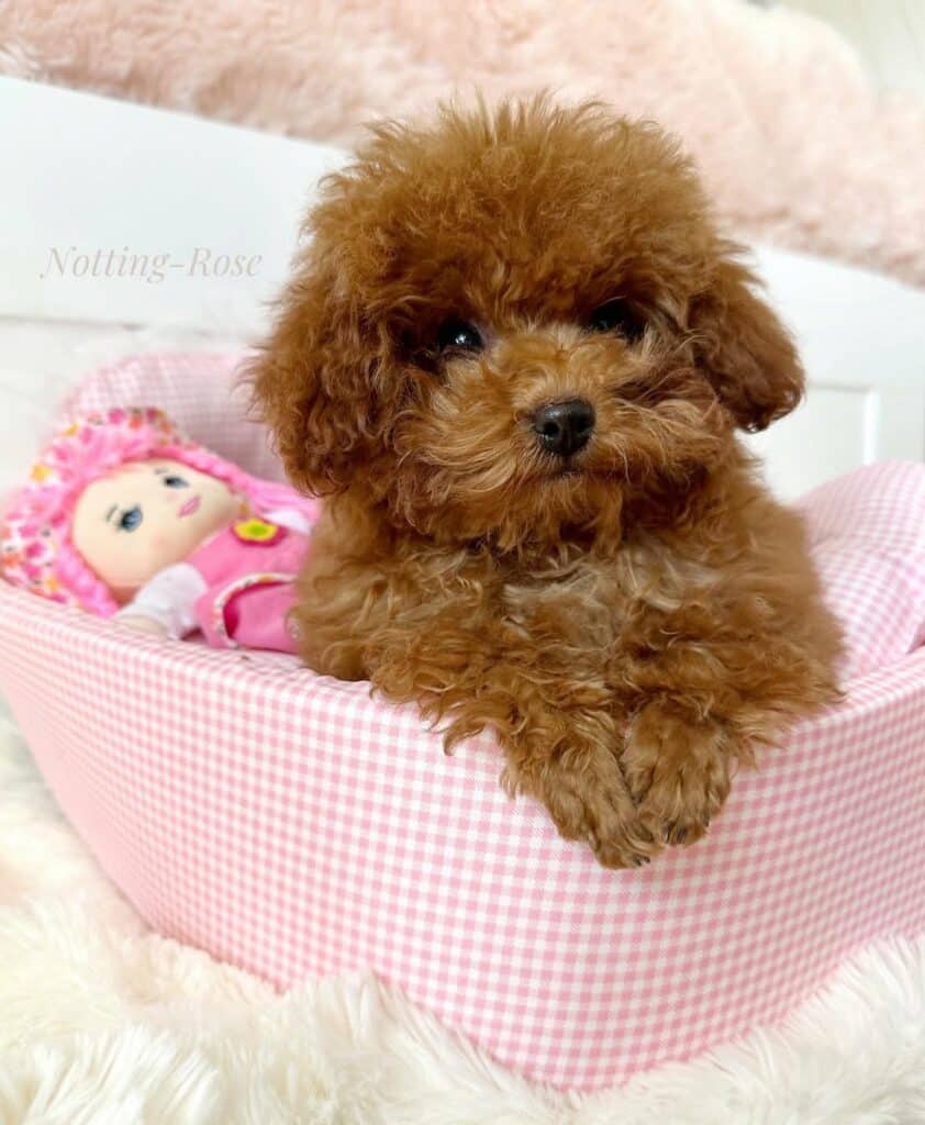 chiot caniche toy couleur abricot