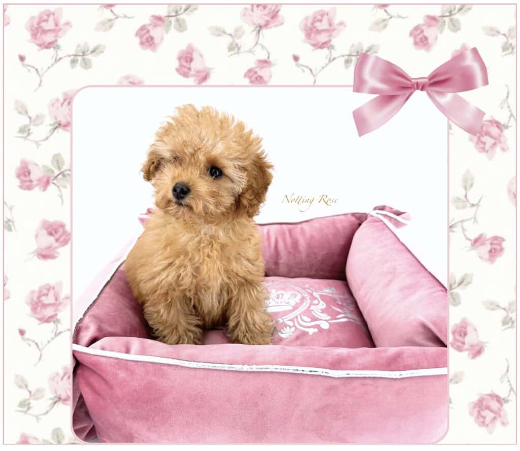 caniche toy le premier jour chez son maitre