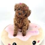 un joli caniche nain de notre élevage de caniches