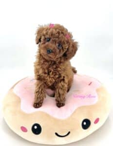 un joli caniche nain de notre élevage de caniches