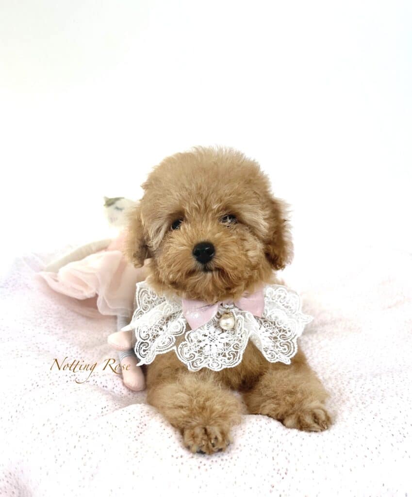 adorable chiot caniche toy couleur abricot