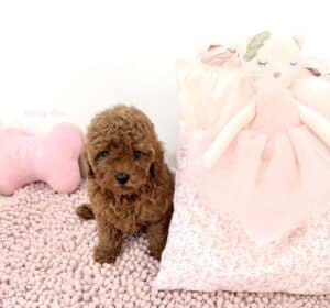 chiot-caniche-abricot adorable chiot caniche toy couleur abricot