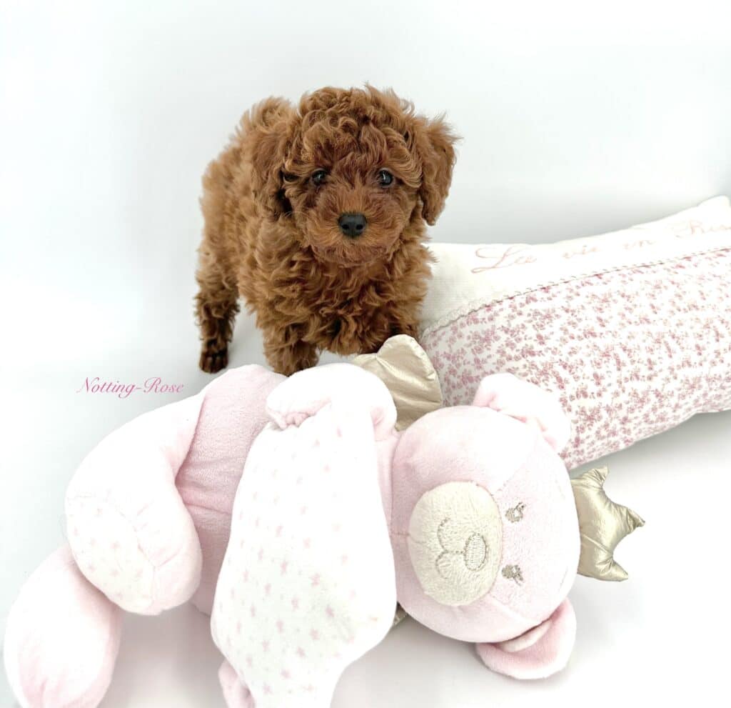 jeune chiot caniche de deux mois de notre élevage de caniche