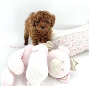 chiot-caniche-lof jeune chiot caniche de deux mois de notre élevage de caniche