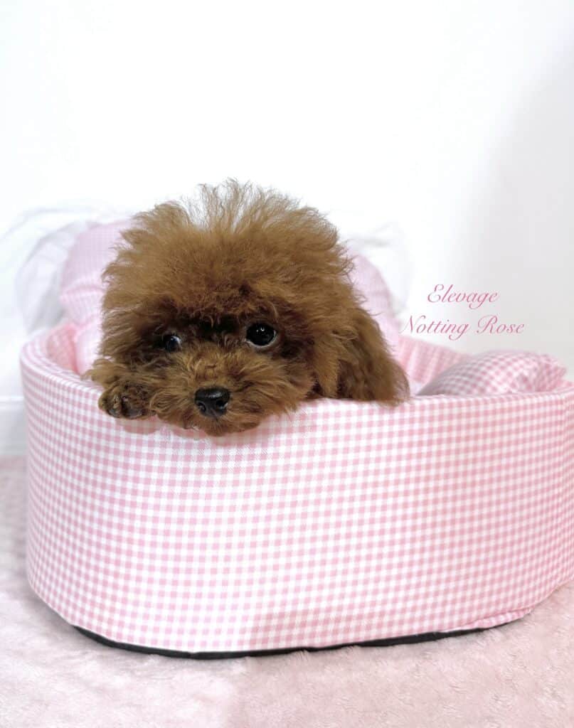 quand stériliser son caniche