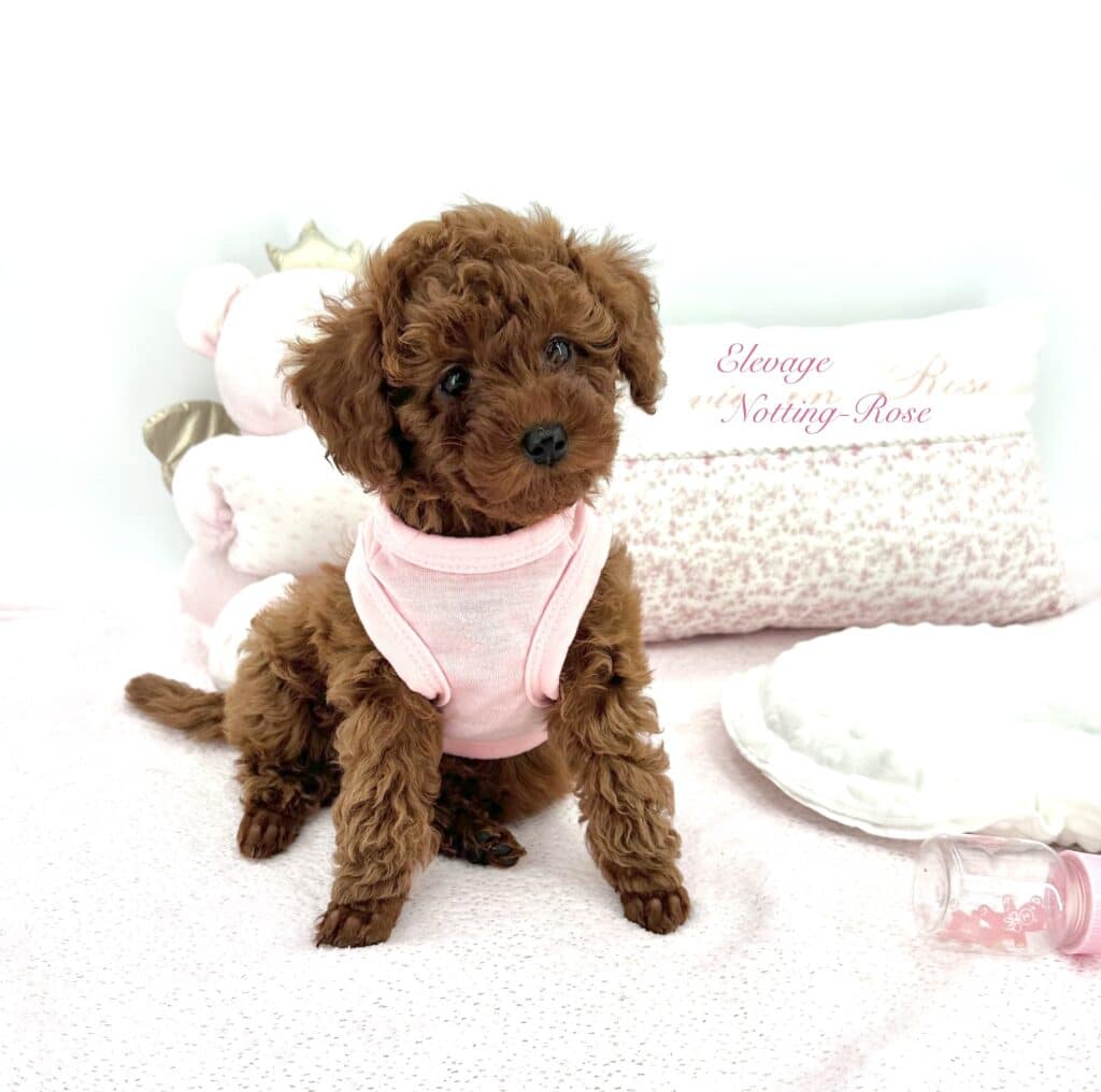 très petite caniche toy, chiot caniche de deux mois