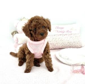 chiot-caniche-toy très petite caniche toy, chiot caniche de deux mois