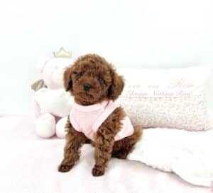 chiot-caniche-toy chiot caniche toy de notre élevage de caniches