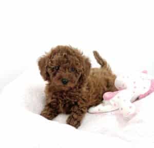 chiot-caniche-toy notre élevage vous propose un chiot caniche toy