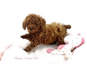 chiot caniche toy de petit poids et taille de notre élevage de caniches