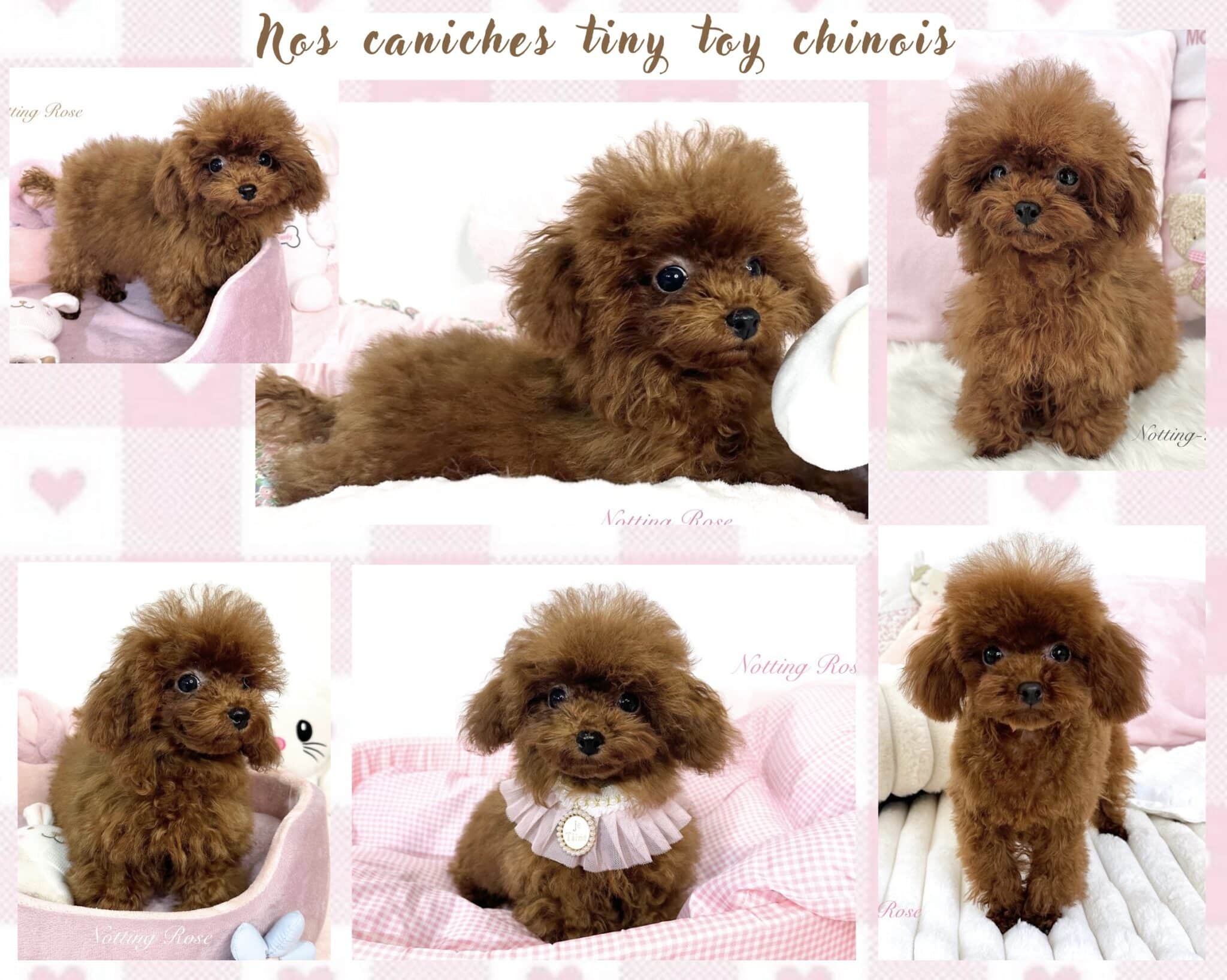 chiot caniche toy