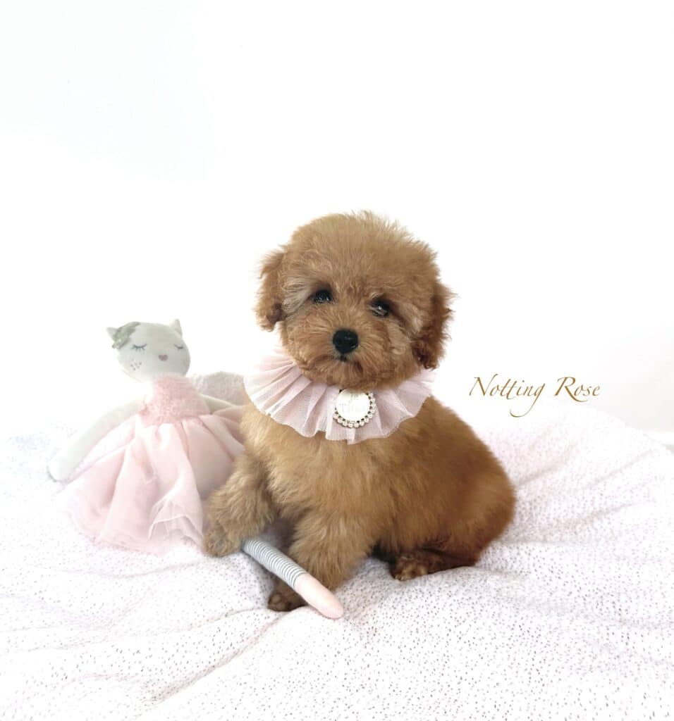 lors du toilettage il faut couper les ongles du chiot caniche