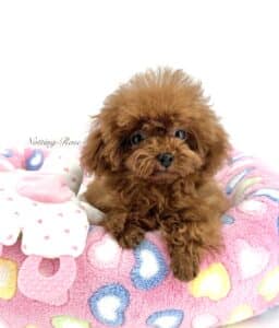 le tiny toy caniche est l'un des plus petits caniches qui existe