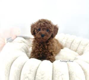 elevage-caniche-toy chiot caniche toy