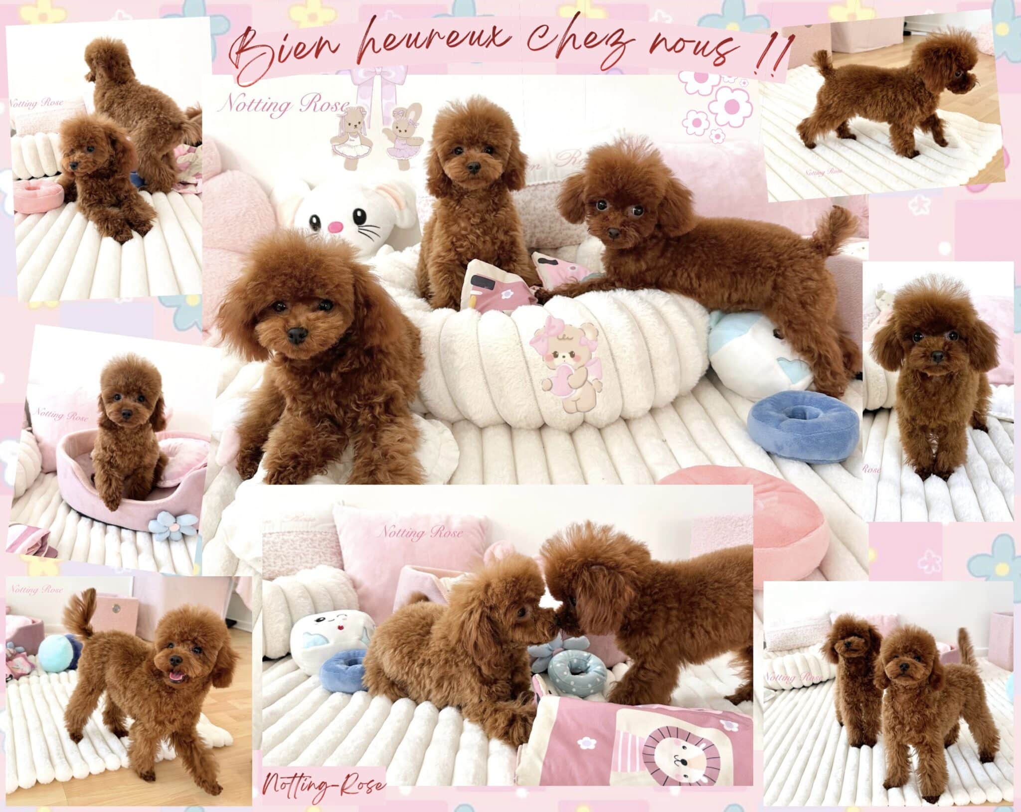 notre élevage de caniches abricot