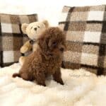 Notre élevage de caniches est familial