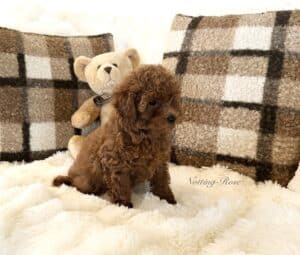 Notre élevage de caniches est familial