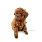 L'élevage de caniches vous proposent ses chiots caniches toy