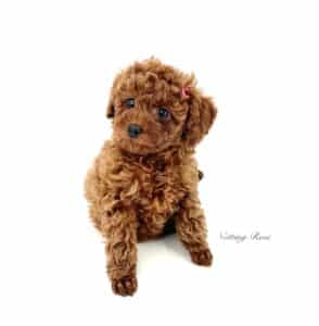 L'élevage de caniches vous proposent ses chiots caniches toy