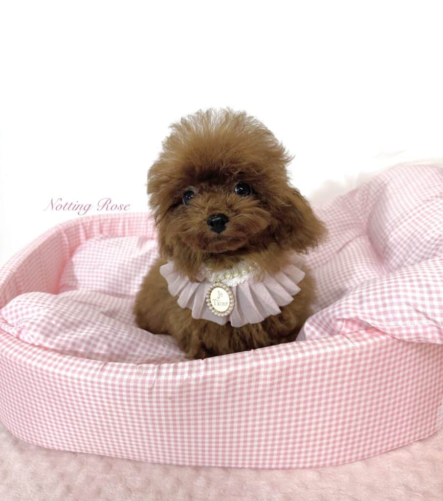 notre petit caniche tiny toy de notre élevage