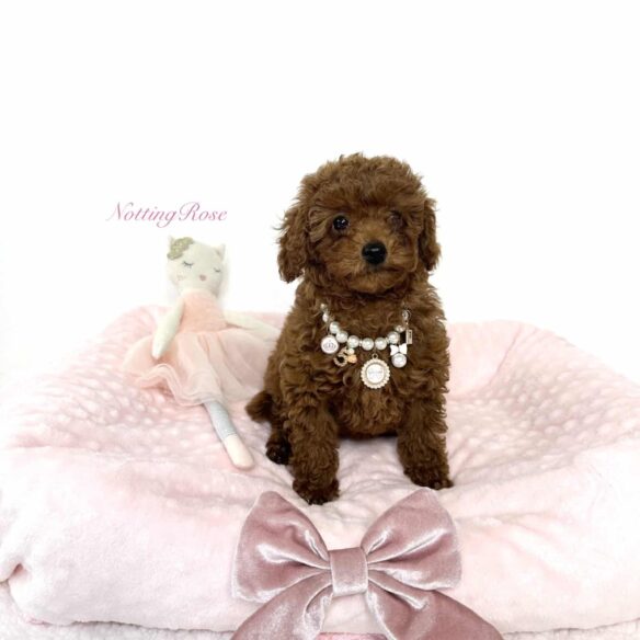 mâle-caniche-castration le caniche nain et la stérilisation