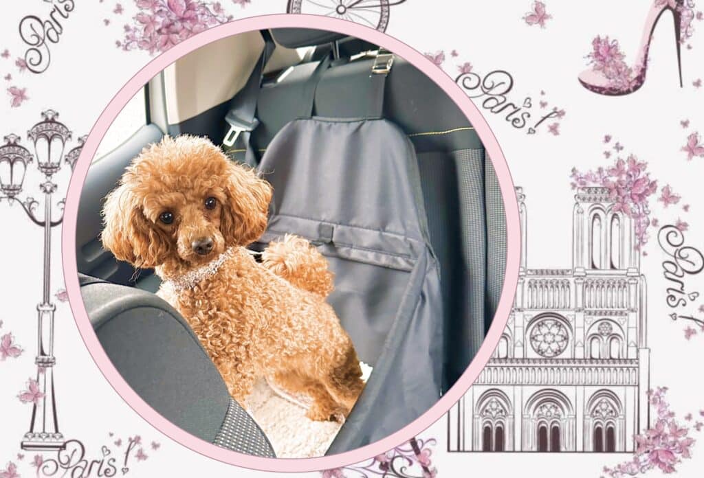 caniche en transport