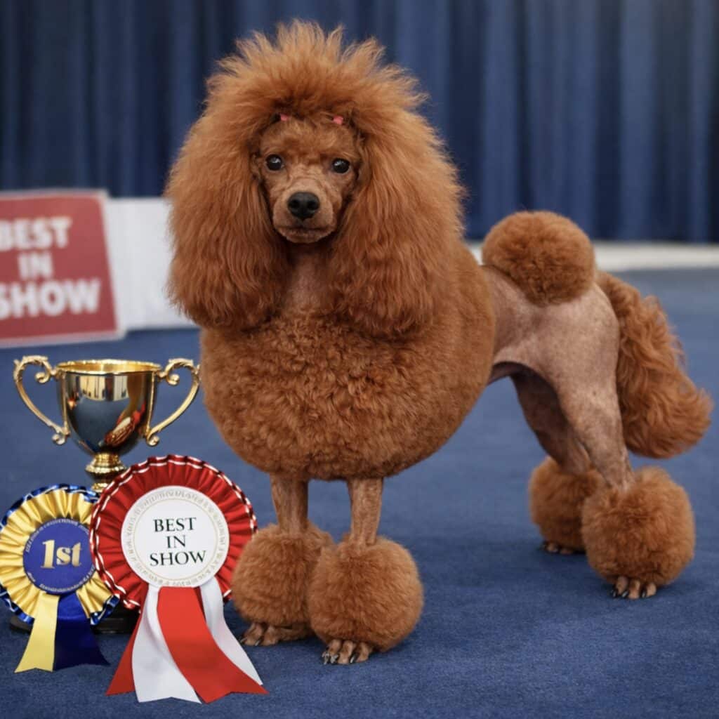 Screenshot caniche lof avec pedigree