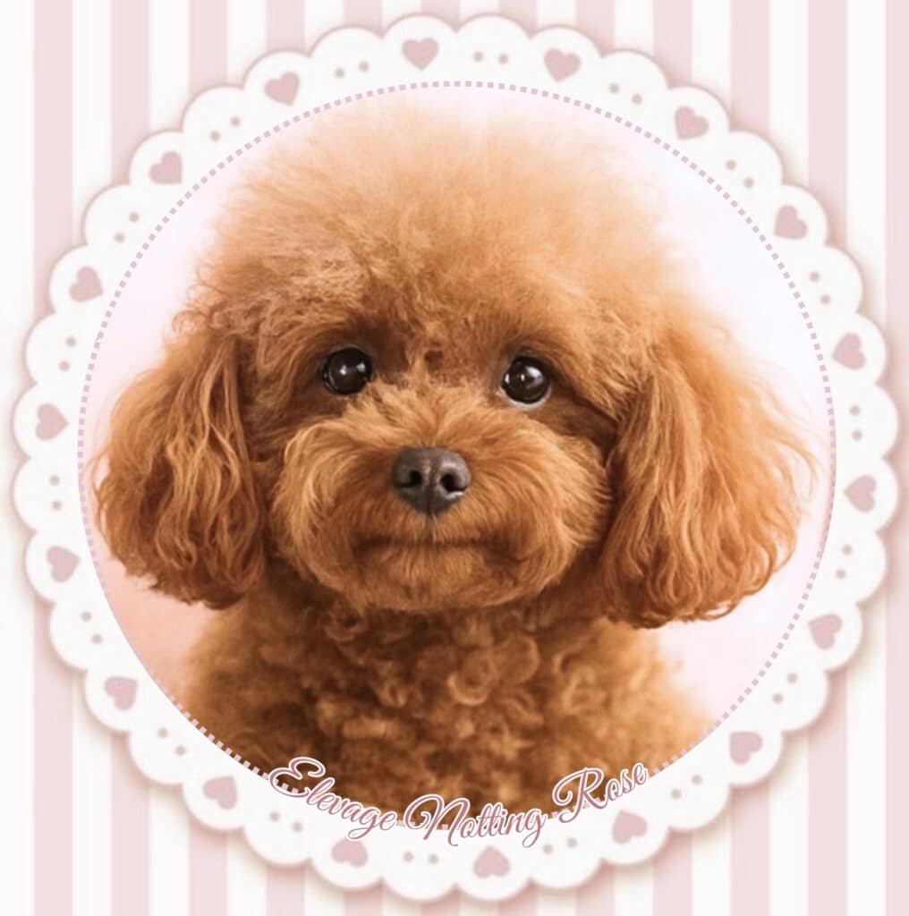 petit caniche abricot la couleur abricot chez le caniche