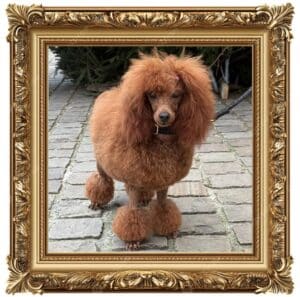 le prix d'un caniche nain rouge le caniche rouge est le plus élevé en prix