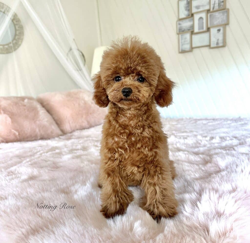 caniche-couleur-abricot la couleur abricot chez le caniche