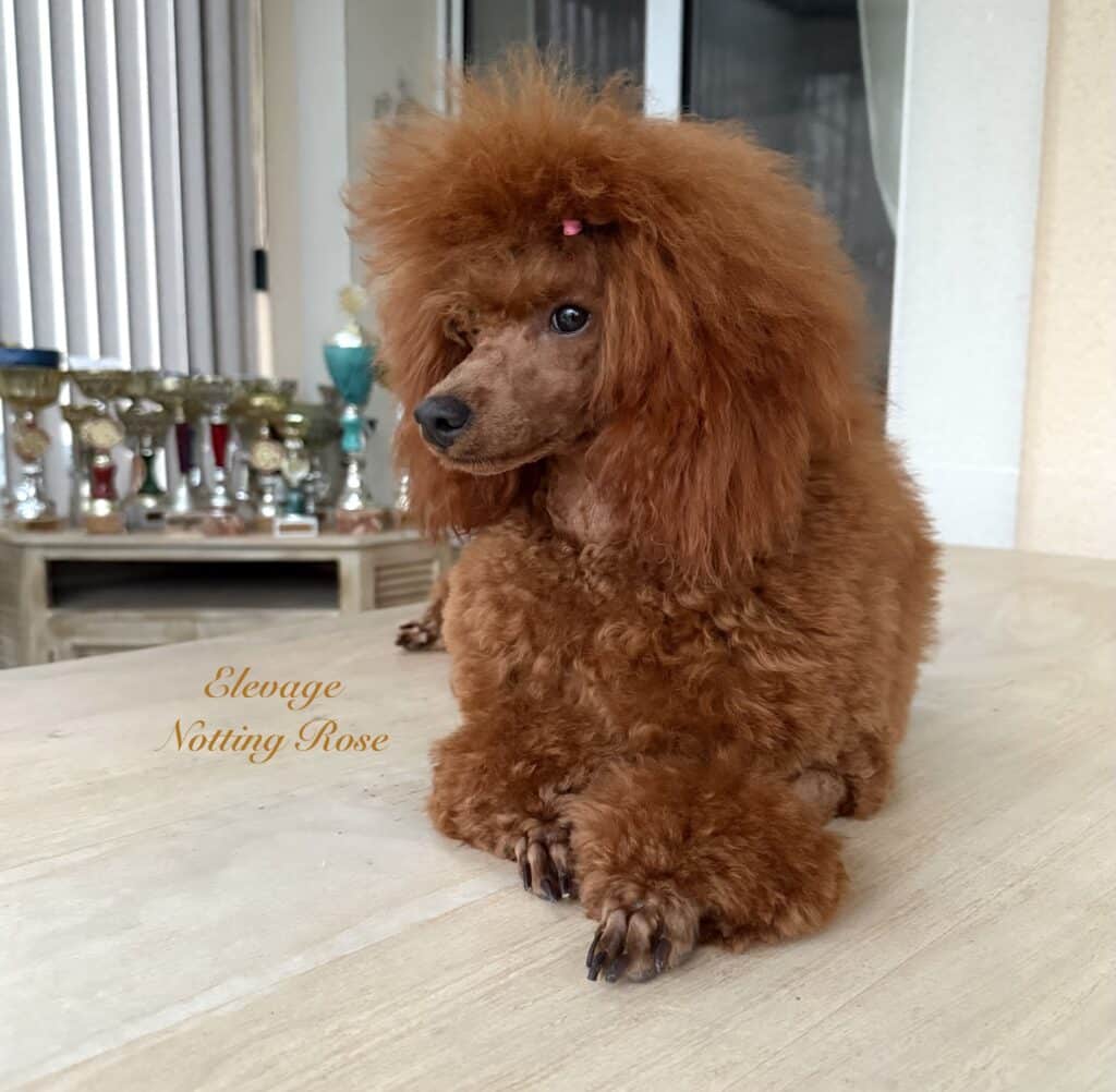 caniche-fauve-rouge caniche couleur fauve rouge