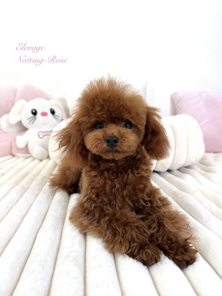 caniche-fauve-rouge un caniche de couleur fauve rouge