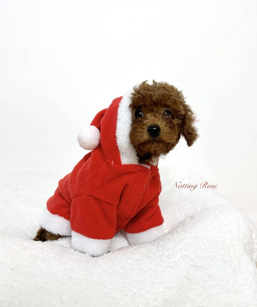 caniche-lof caniche nain lof