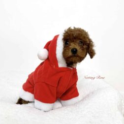 caniche-lof caniche nain lof