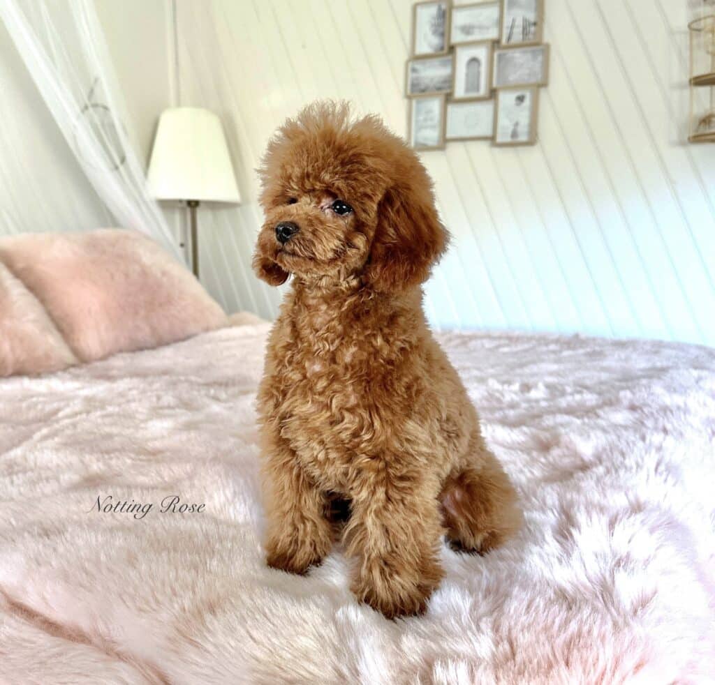 caniche-nain-abricot un caniche majestueux couleur abricot