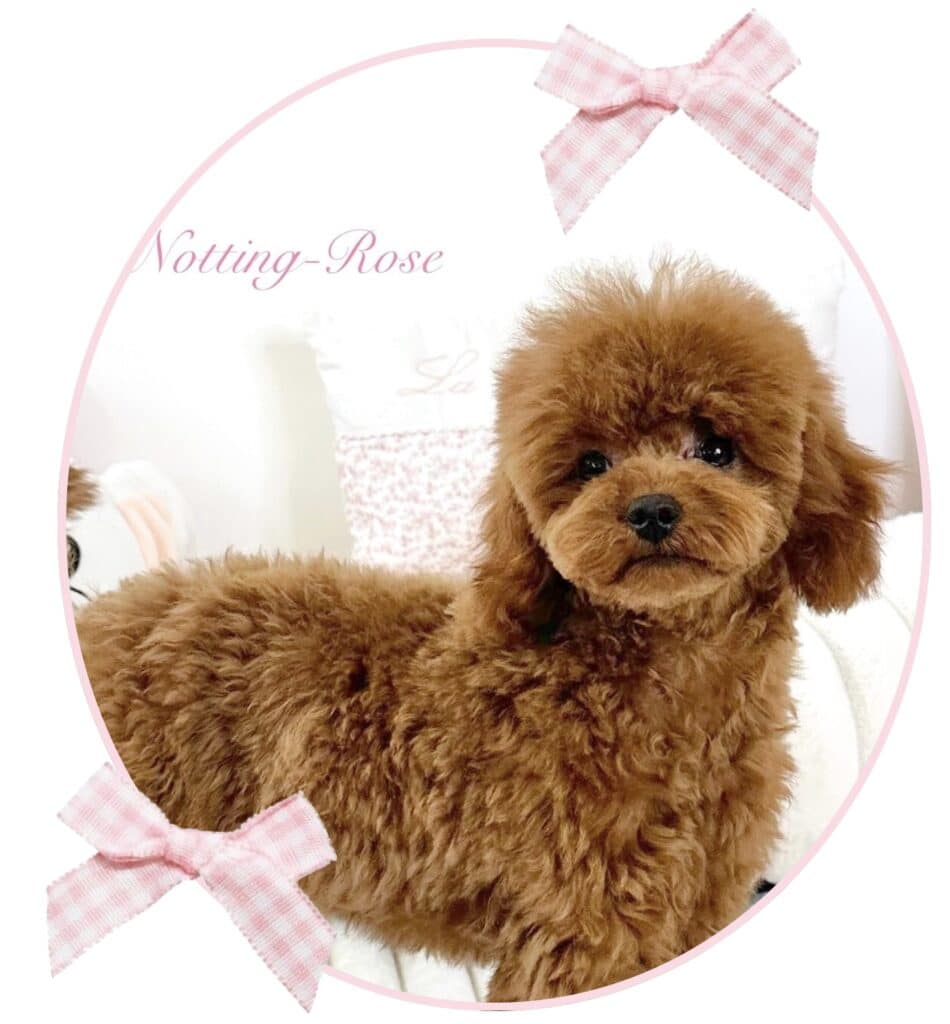 Screenshot caniche naine de couleur abricot