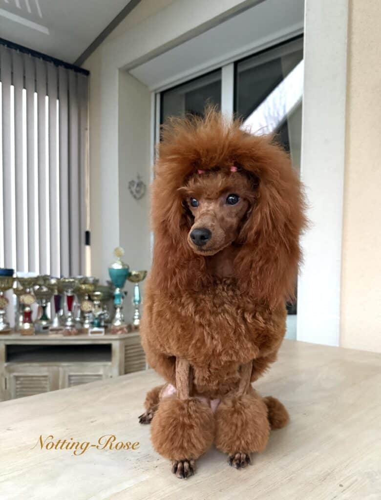 caniche-nain-fauve caniche naine fauve rouge