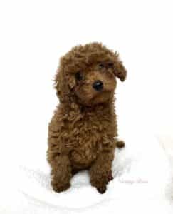 caniche-nain-lof le caniche lof est destiné à la reproduction