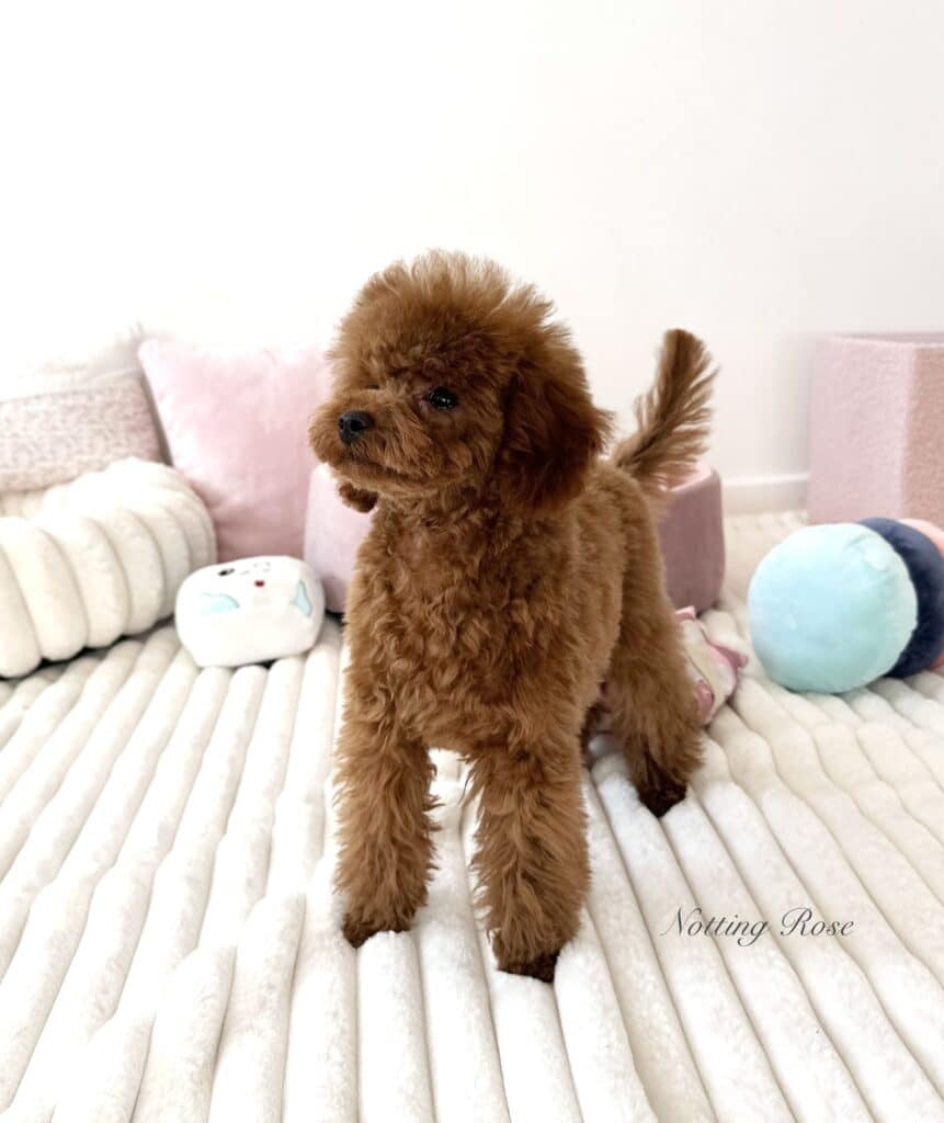 caniche-nain-non-lof le caniche est non lof de par sa taille et sa couleur