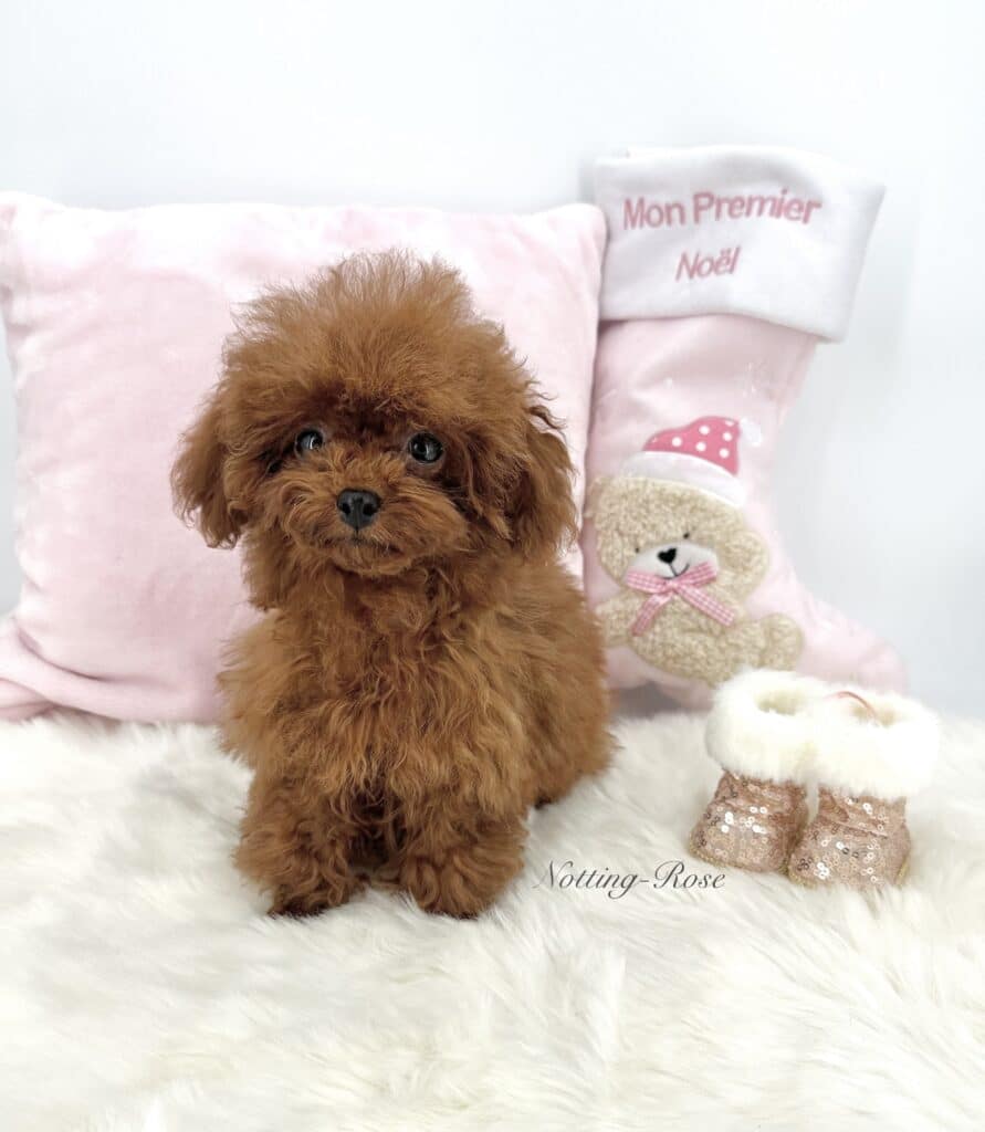 caniche-non-lof les plus petits caniches sont non lof