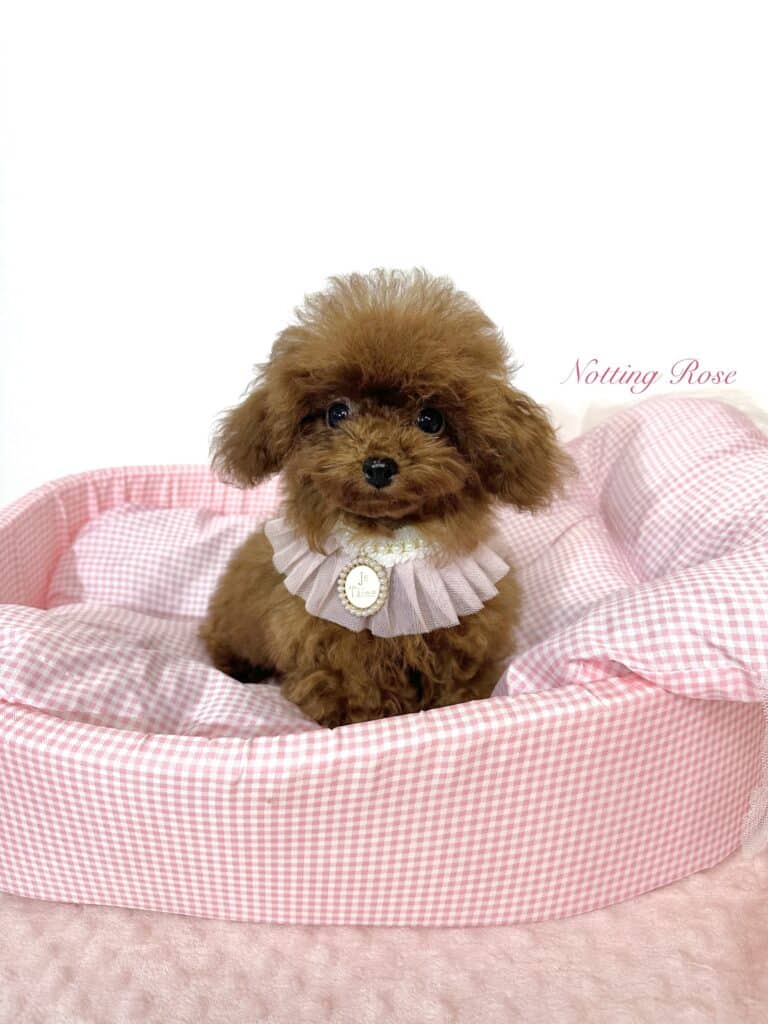 caniche-teacup caniche teacup